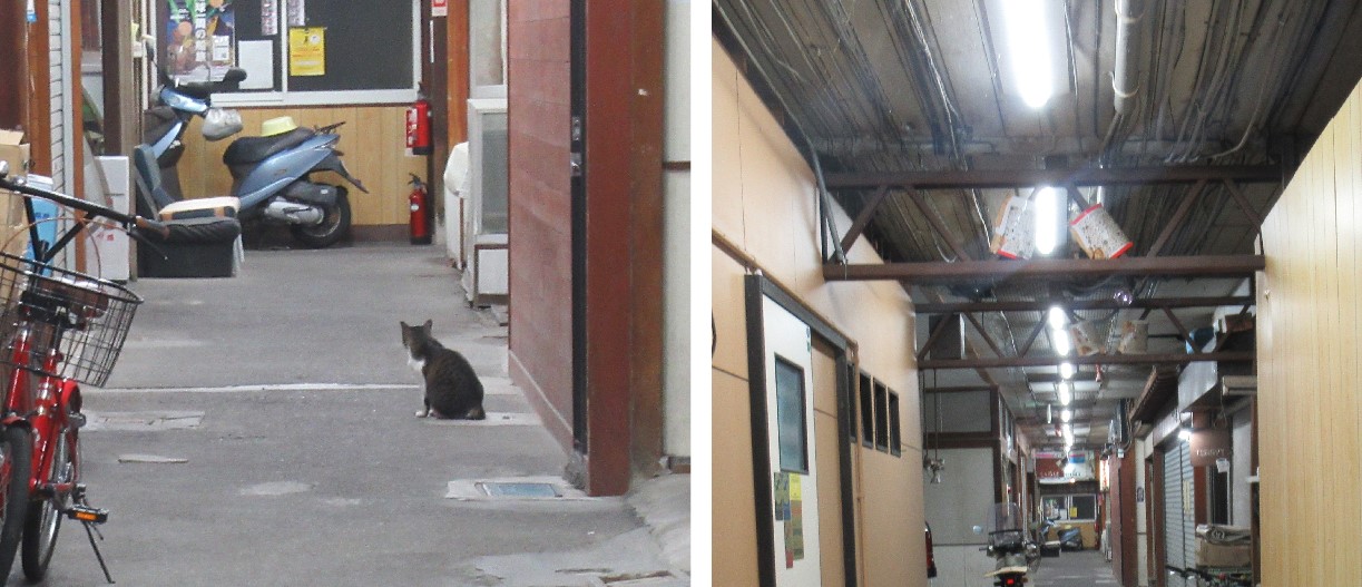 （左）なにかを一心に見つめる猫の瞳に映るのは？　　（右）なんと天井に配線が。マーケット協同組合 で管理されています